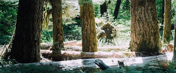 forest-logs-wide-screen-dt4i7skgipe0gjks